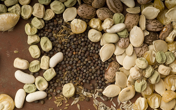 Graphic showing various garden seeds